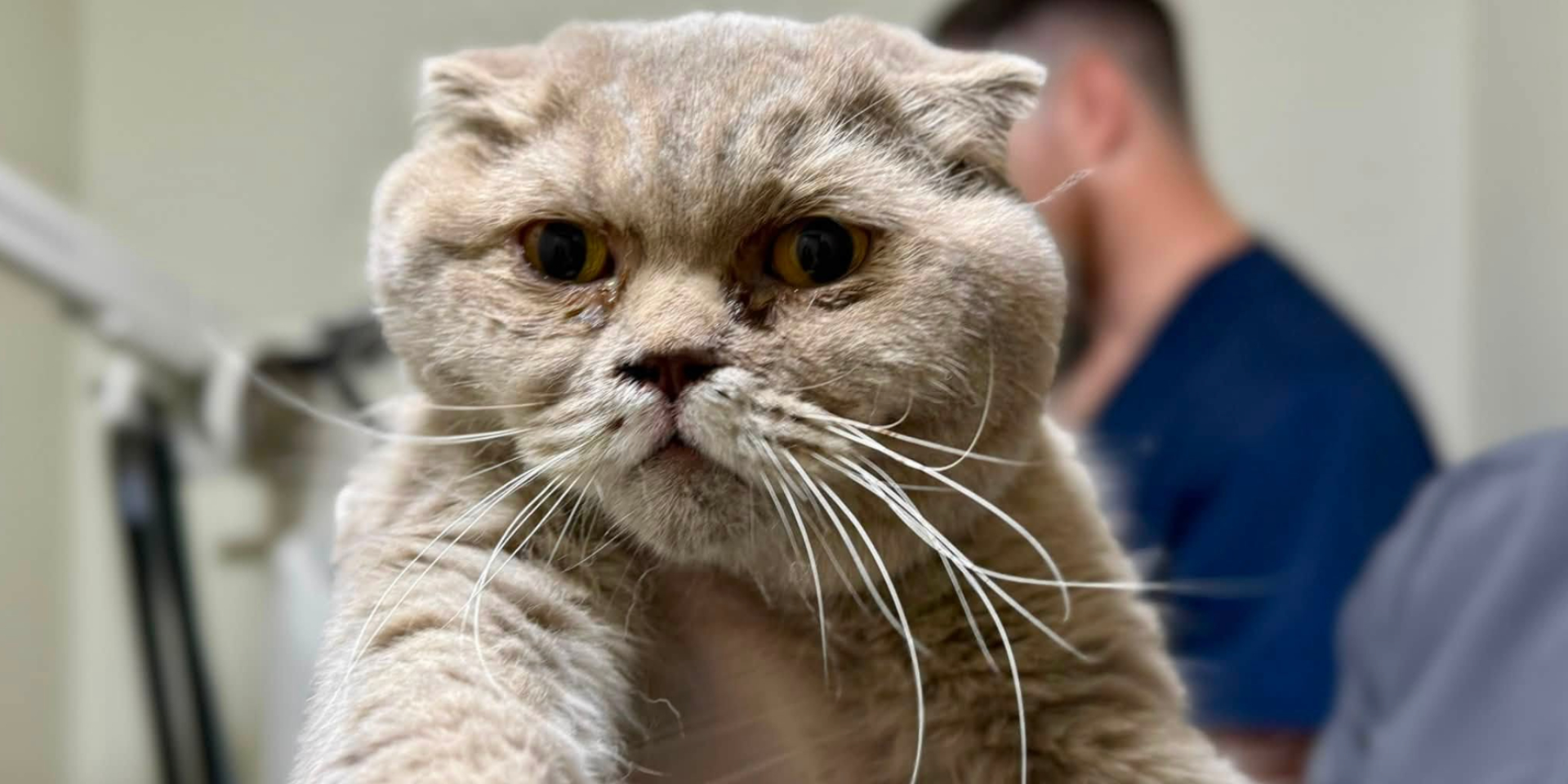 Mila the cat spent three days under rubble in the Saltivskyi district of Kharkiv (Photo: Animal Care Center)