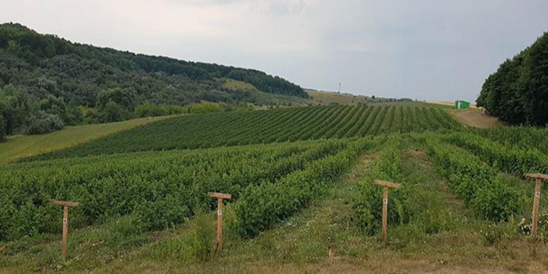 Агрохолдинг HarvEast Ріната Ахметова цьогоріч вперше висадив саджанці малини (ілюстративне фото) (Фото: ft.ua)