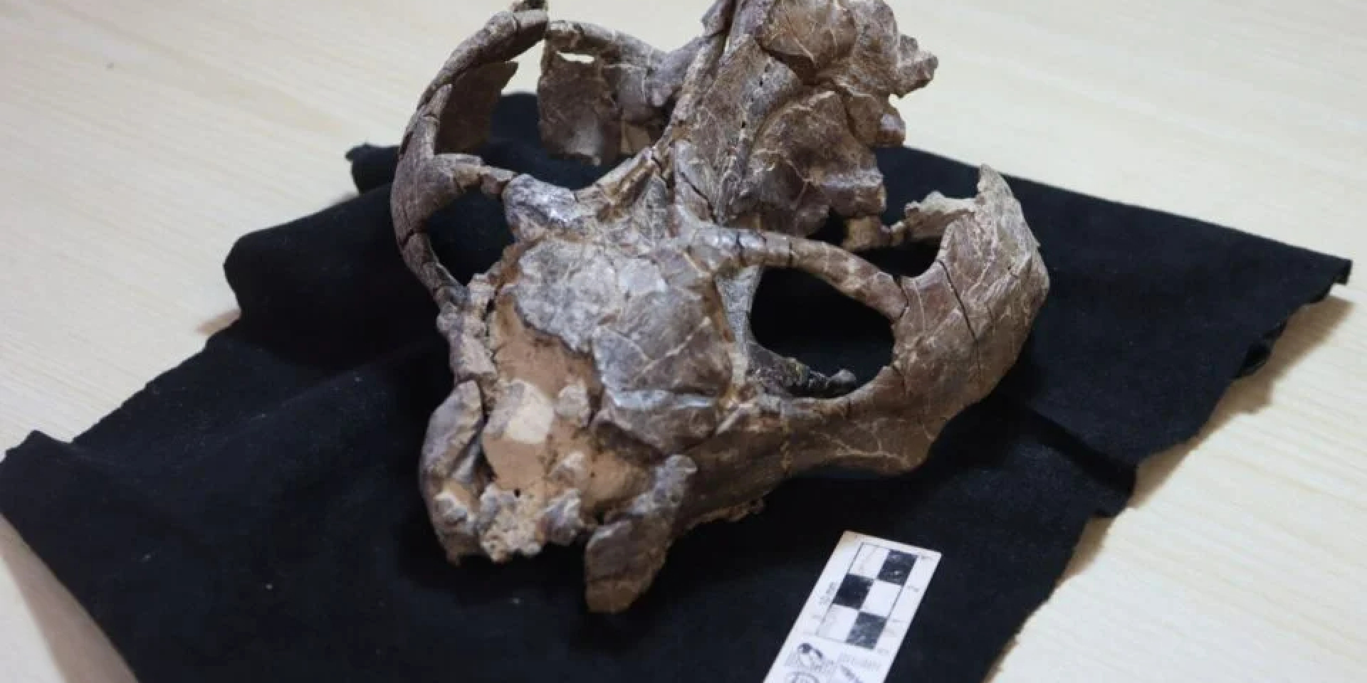 Череп особины Chiniquodon theotonicus, использованной в данном исследовании (Фото: Leandro Gaetano)