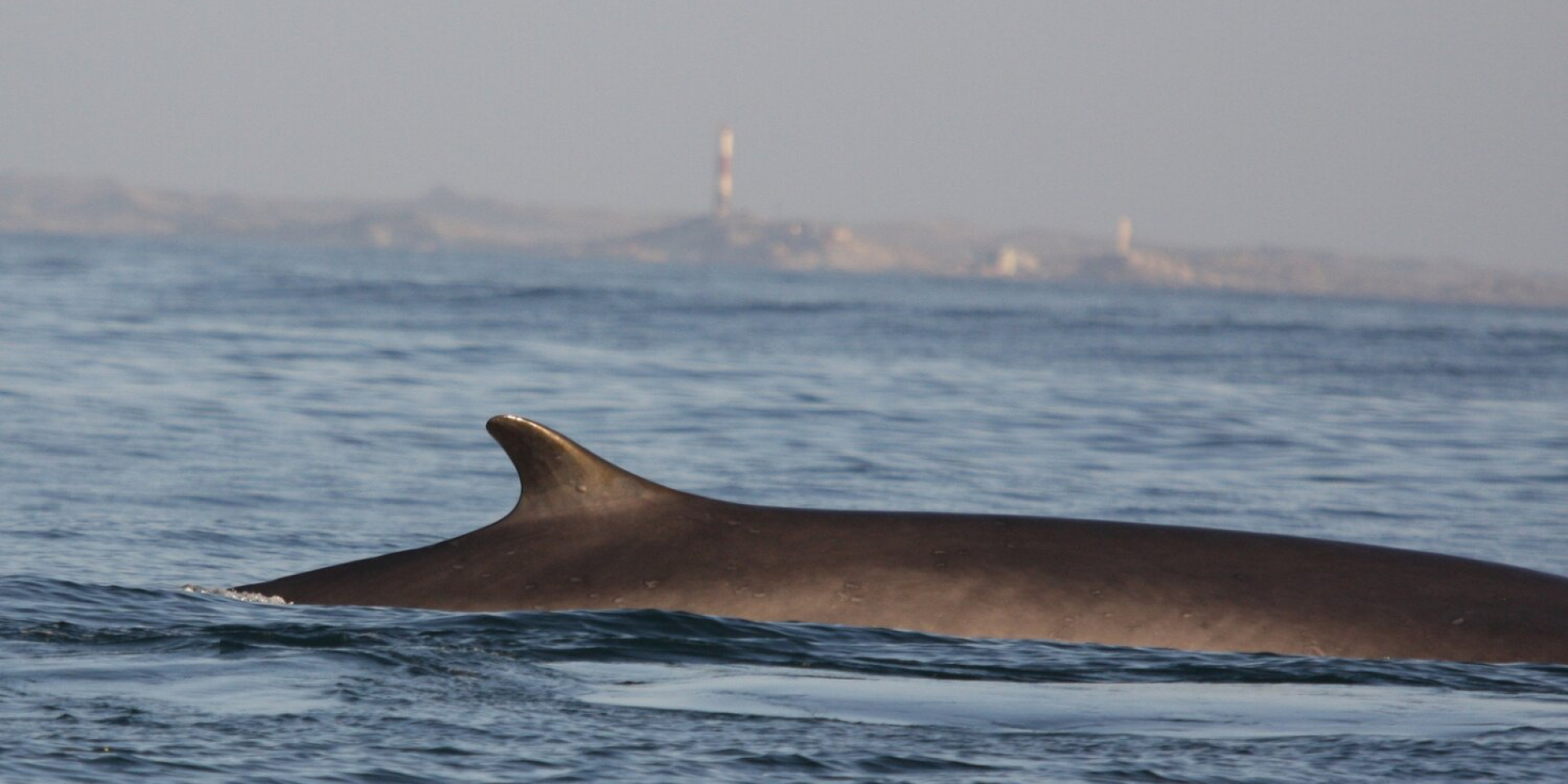 Китов впервые снова фиксируют у берегов Африки (Фото: Сара Голаски для Namibian Dolphin Project)