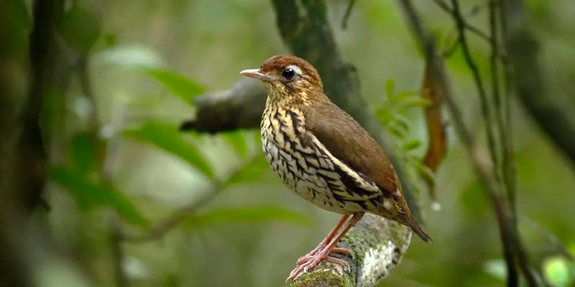 Chamaeza baturitensis в естественной среде обитания (Фото: Фабио Нунес)