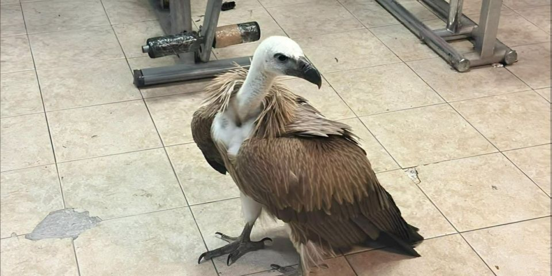 На Крите отложили вылет самолета из-за грифа (Фото: Facebook/Ekathimerini)