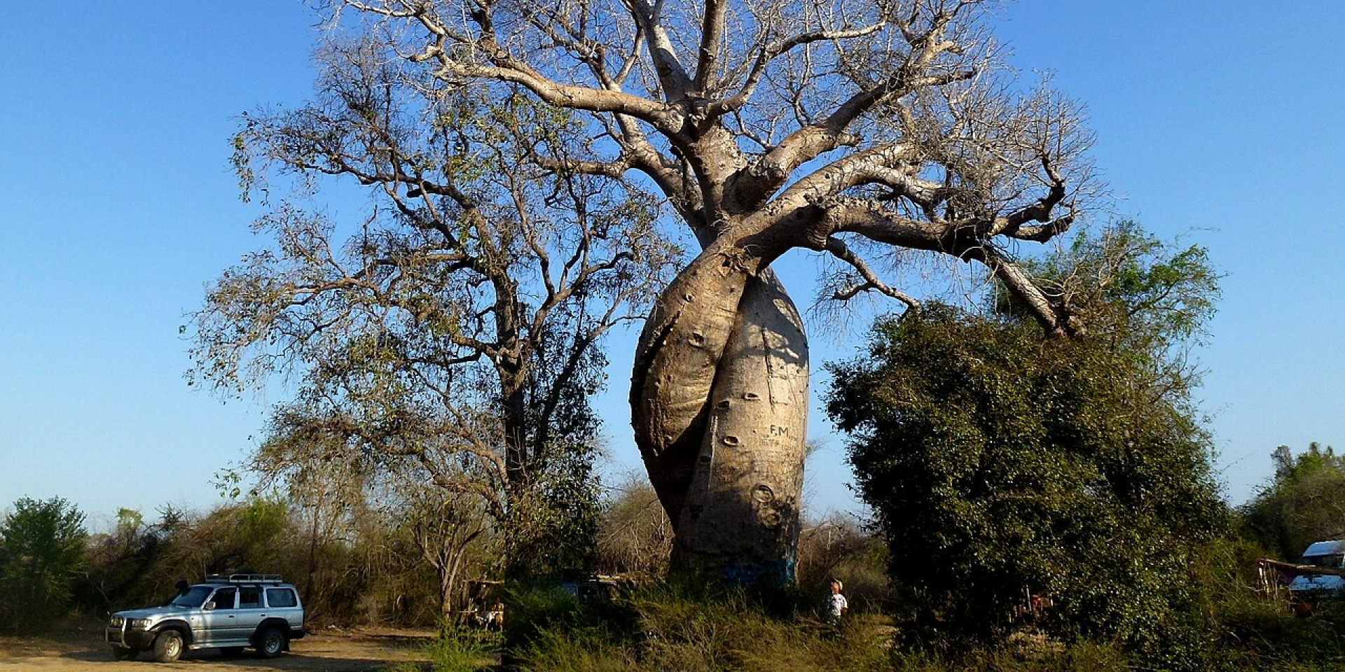 Баобаб вида Adansonia za в сравнении с автомобилем (Фото: Википедия)