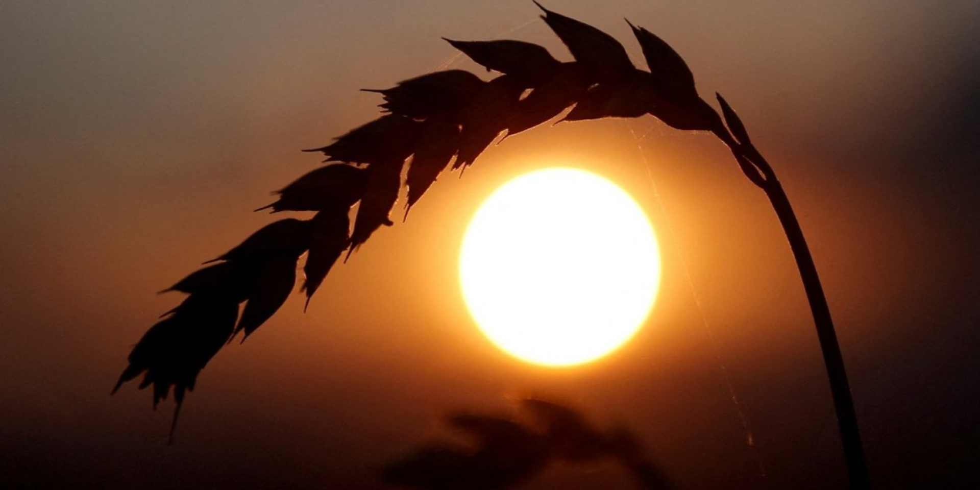 Grain exports from Ukraine account for only 20% of demand (Photo: Valentyn Ogirenko / File Photo / Reuters)