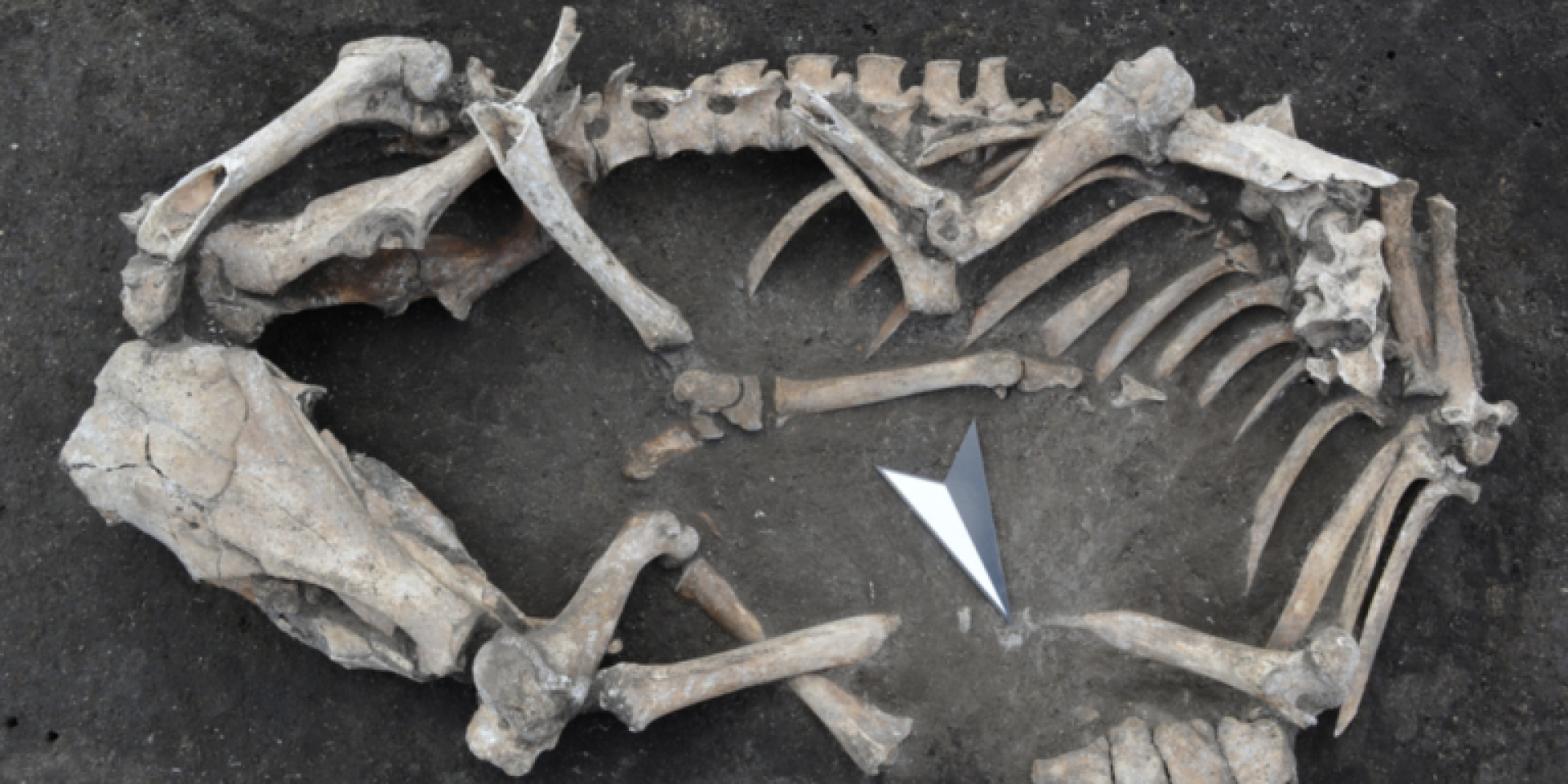 Скелет одного из животных, найденный на месте раскопок (Фото: Landesamt für Denkmalpflege und Archäologie Sachsen-Anhalt / Klaus Bentele)