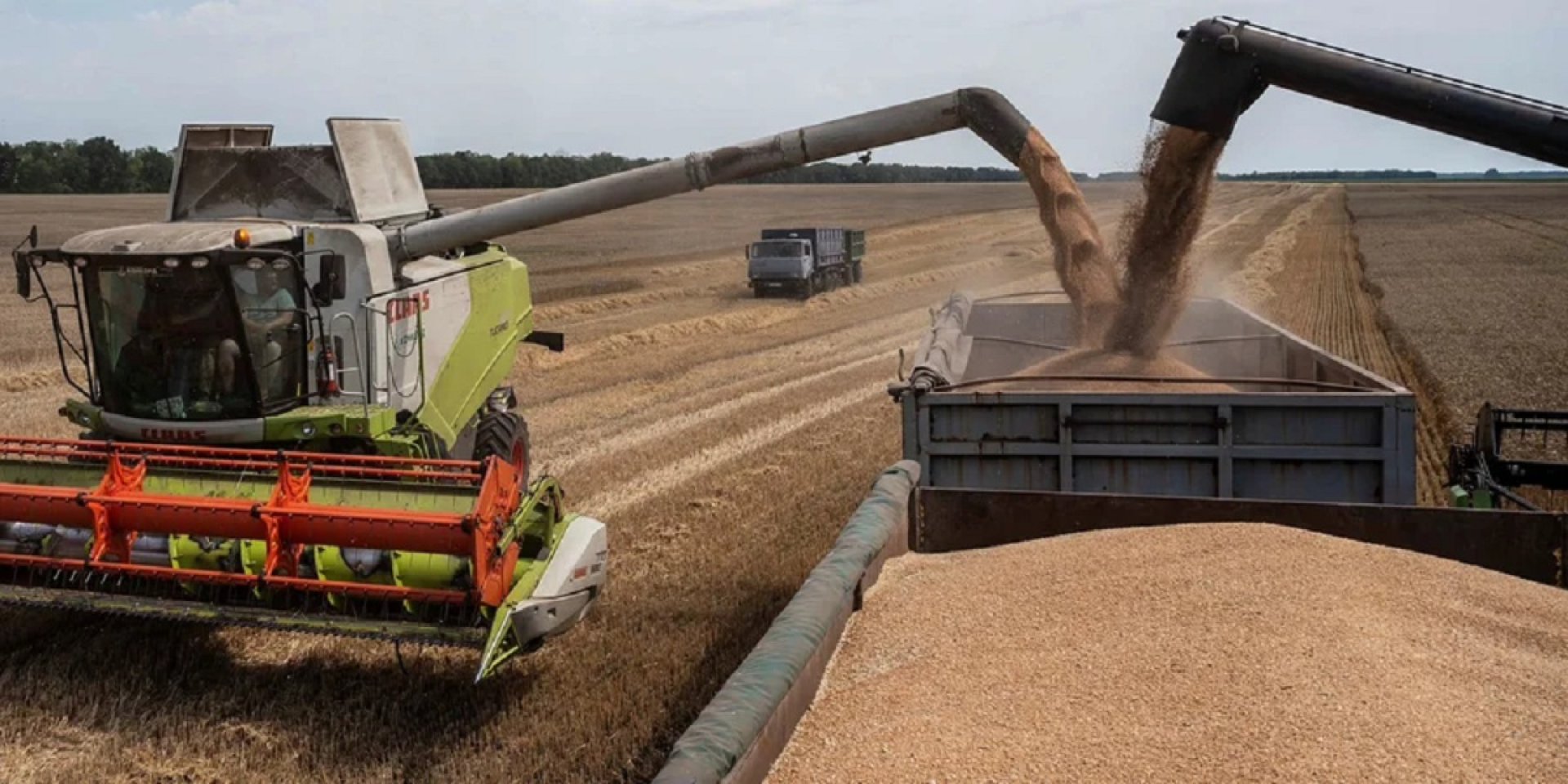 Ukraine has exhausted its quota for duty-free wheat shipments to the EU (Photo: REUTERS/Viacheslav Ratynskyi)
