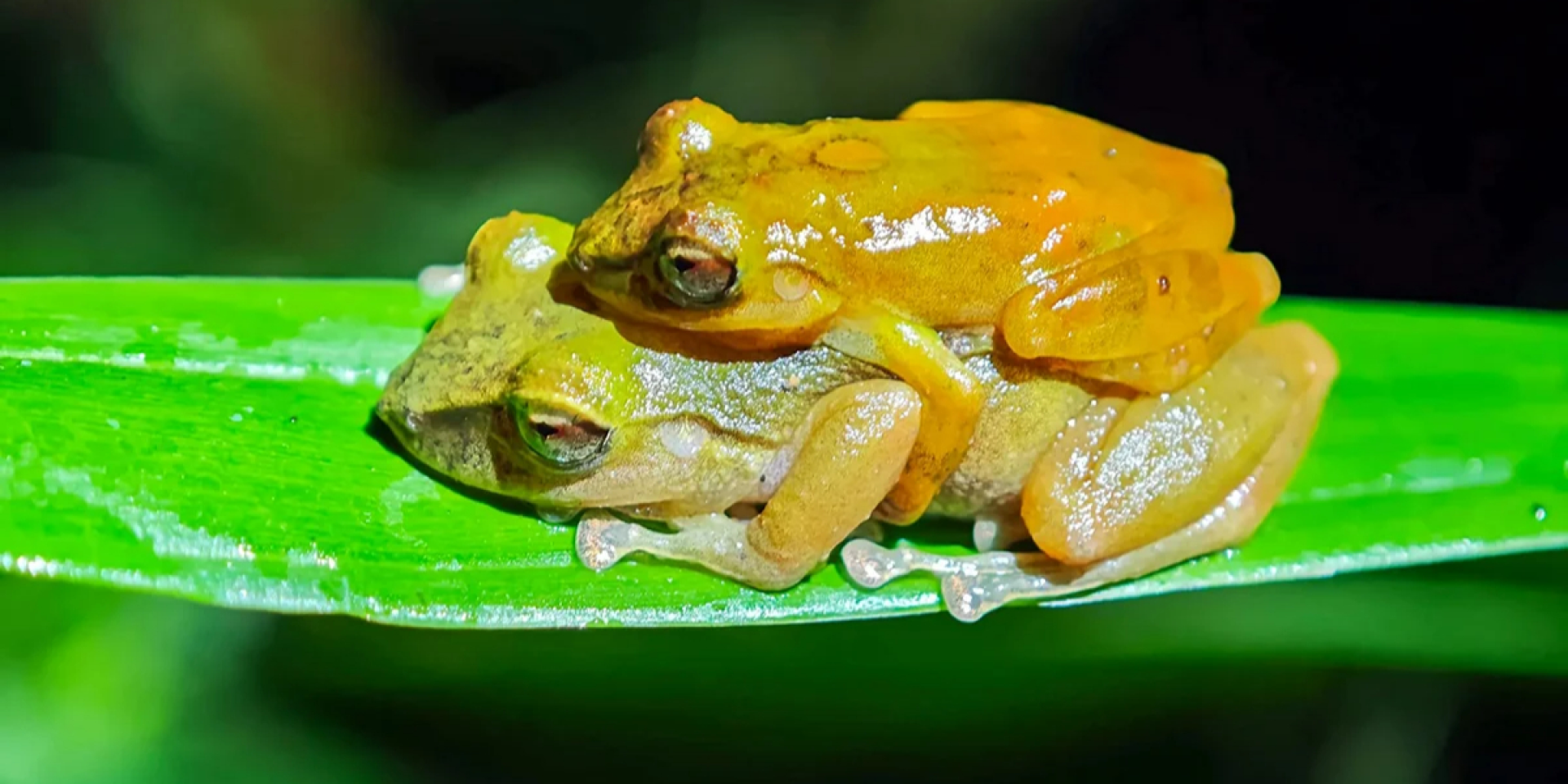 Лягушка Pristimantis milpe признана отдельным видом (Фото: Santiago R. Ron.)