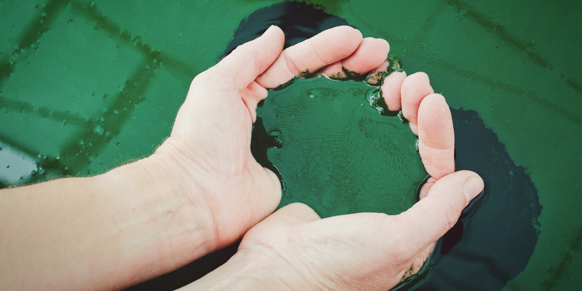 Спирулина — род цианобактерий (синезелёных водорослей) класса Cyanophyceae (Фото: unsplash)