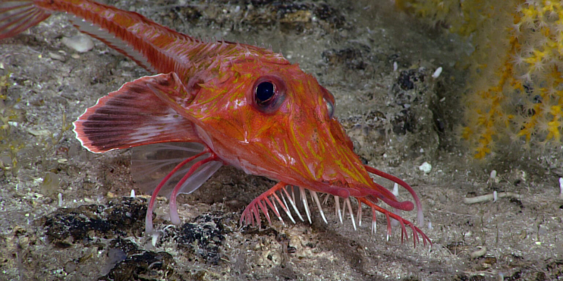 Scalicus engyceros (Фото: Исследования океана NOAA, 2025 Beyond the Blue))