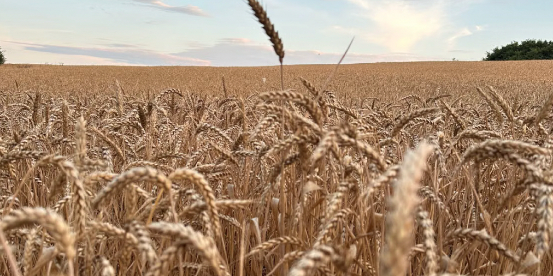 Approximately 70% of Russian grain exports historically flowed through southern ports (Photo: Photo by Ludmila Padnevici from Pexels)