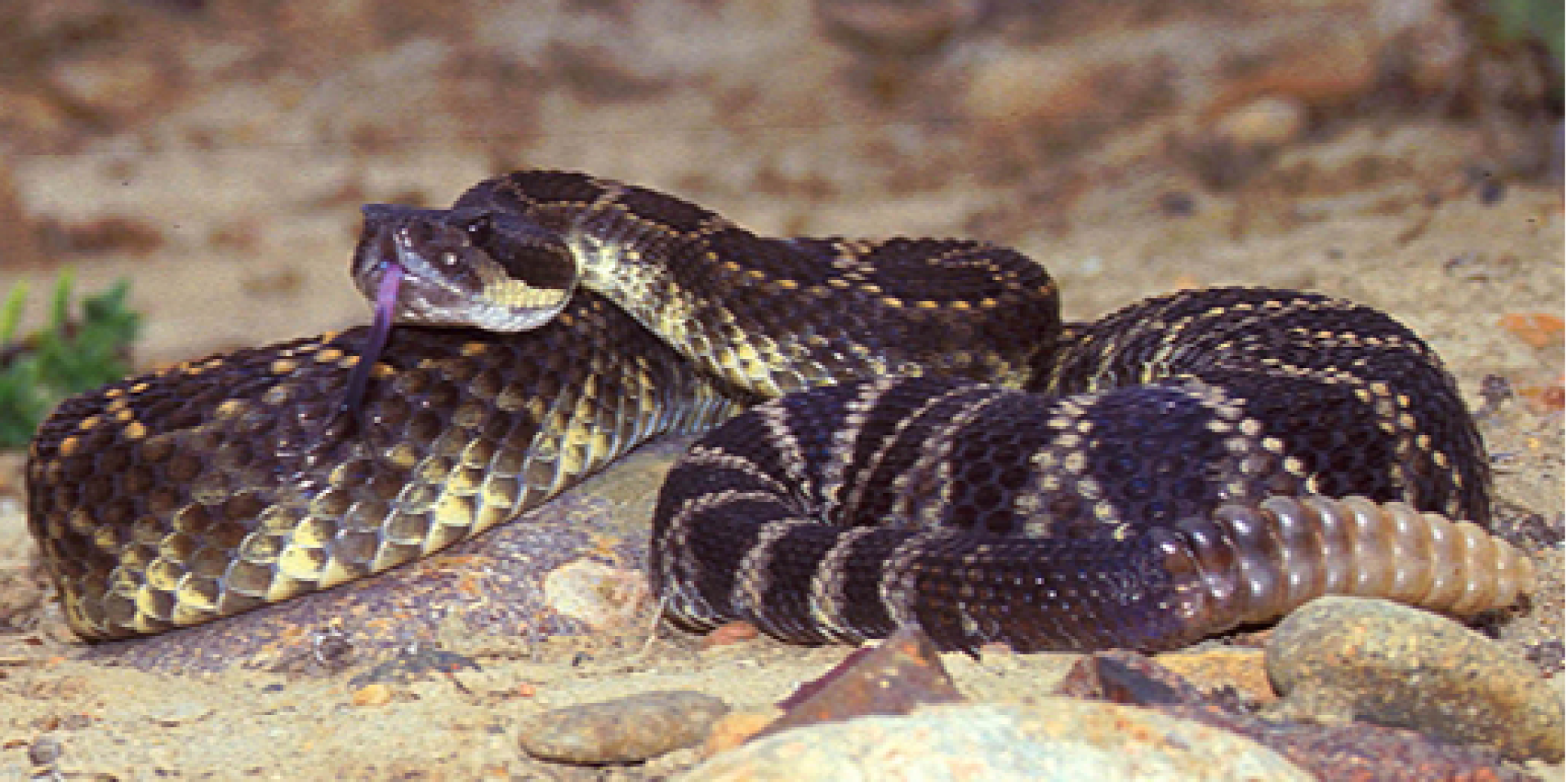 Crotalus oreganus helleri (Фото: Chris Brown)