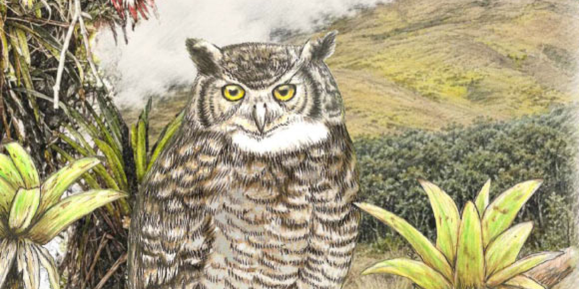 Яльская рогатая сова (Bubo jalca) (Фото: Лопес-Ланус и др.)