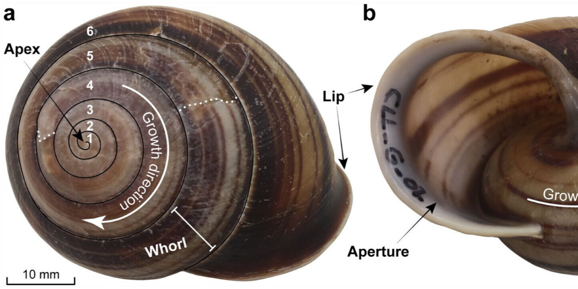 Фотографии раковины современной полосатой улитки Биггенден (Figuladra bayensis) (Фото: The Holocene (2026))
