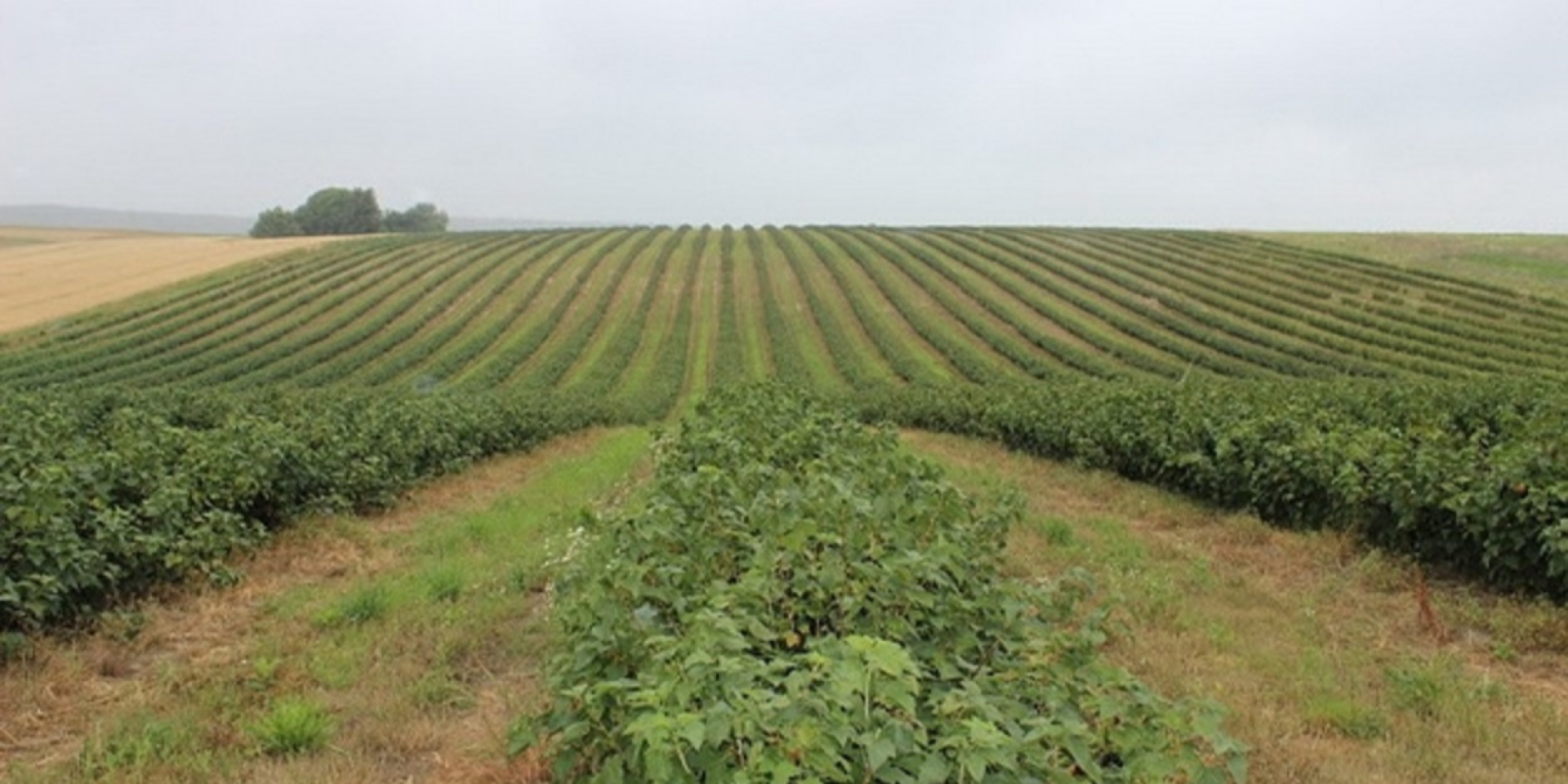 Поле смородины (Фото: kurkul.com)
