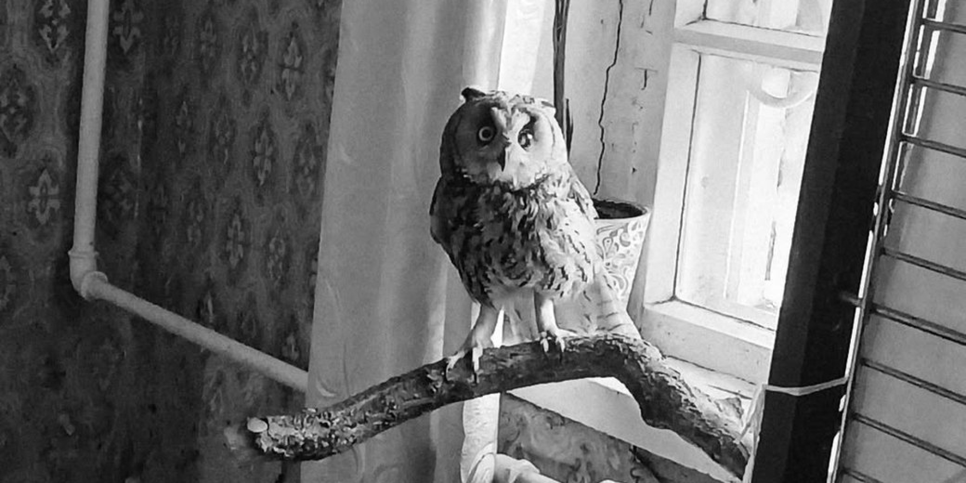 У Дніпрі помер самець сови вухатої, якого врятували після атаки на Запоріжжя