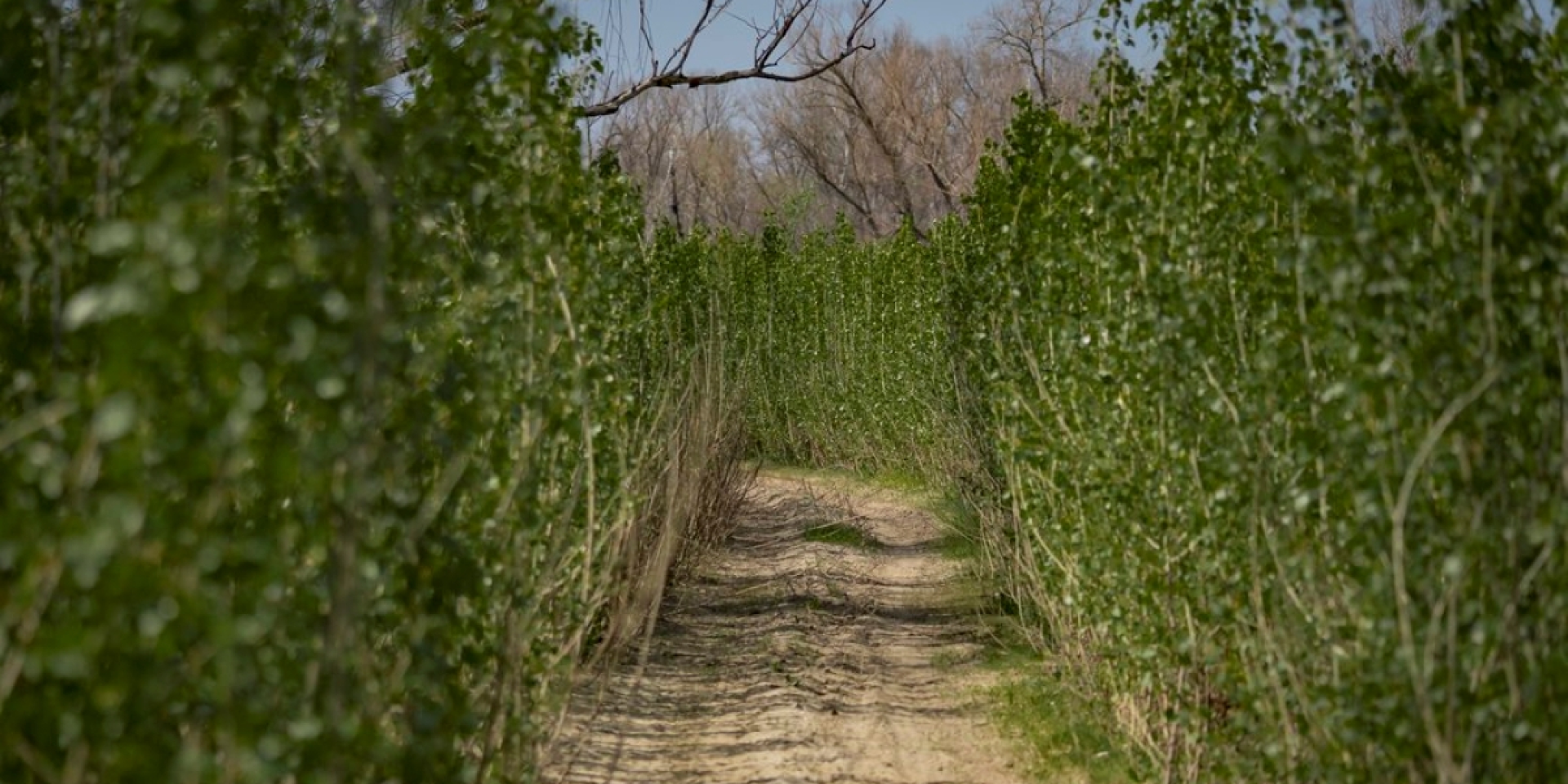 The bottom of the former Kakhovka Reservoir in May 2025 (Photo: Yuriy Tynnyi / Suspilne Dnipro)