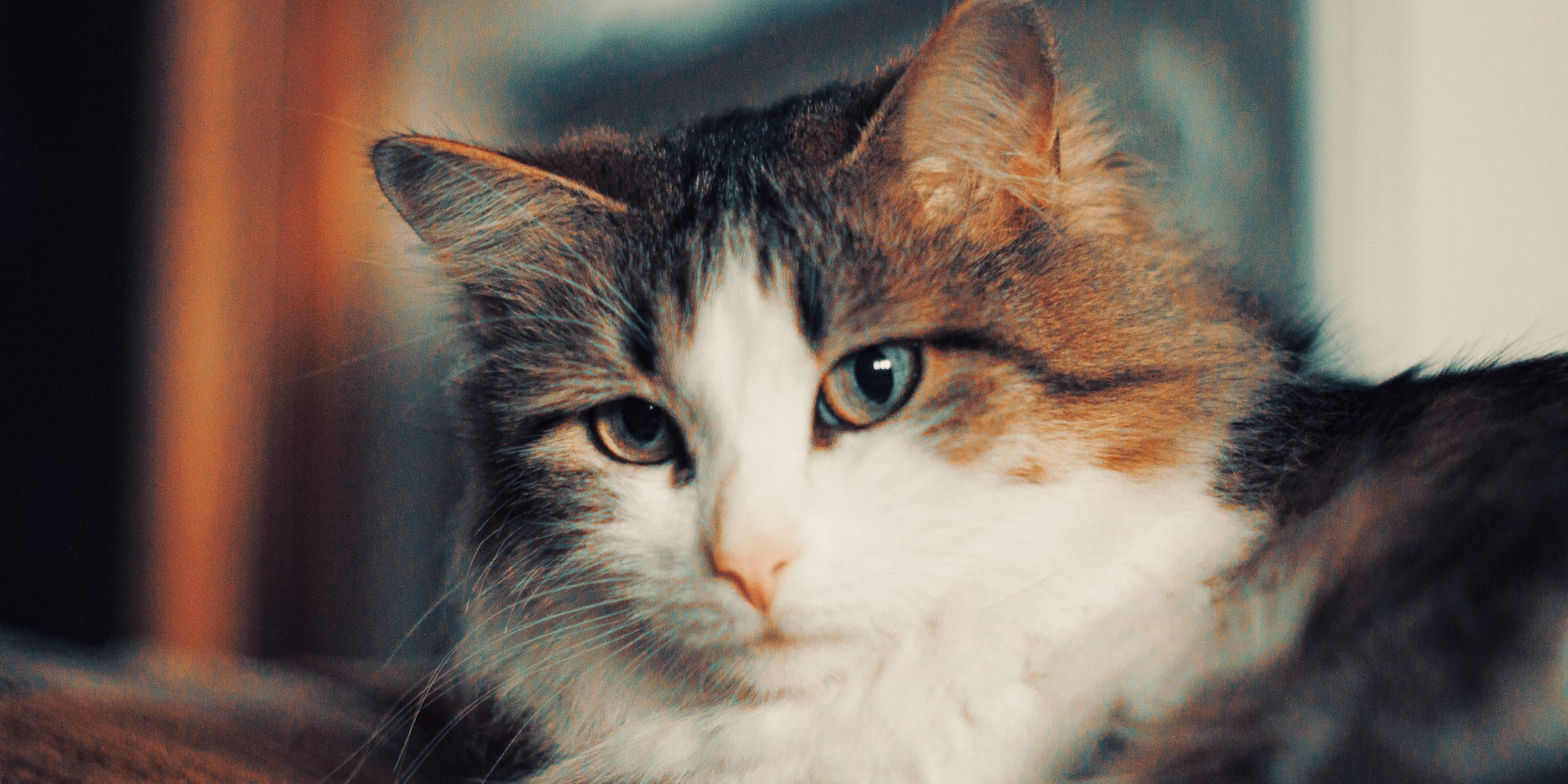 Кошки могут помочь найти лечение рака у людей (Фото: unsplash)