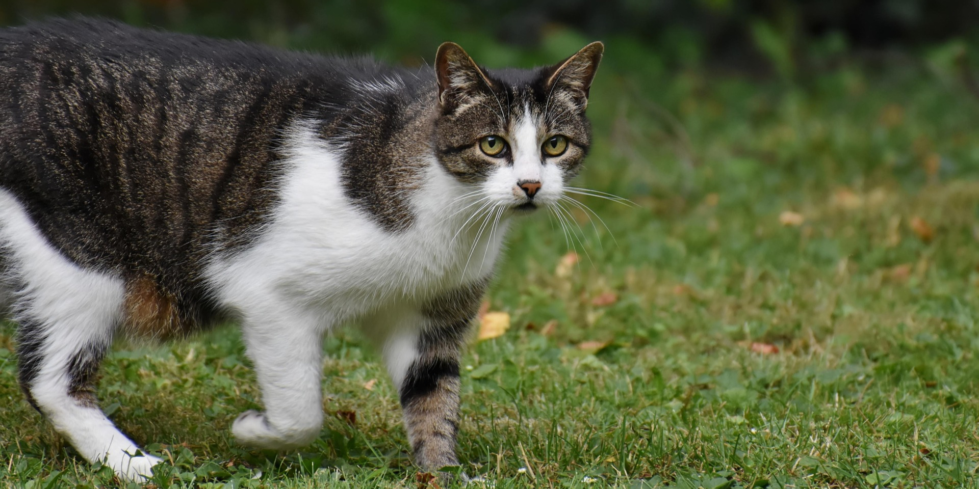 Мужчина организовал похищение собственного кота (Фото: Ralphs_Fotos/Pixabay)