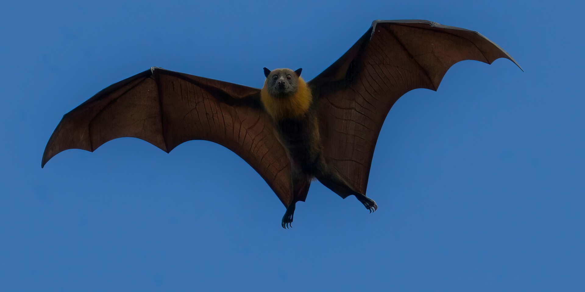 Летучие мыши появились в Европе (Фото: unsplash)