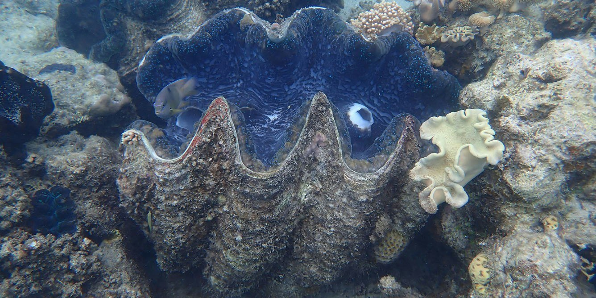 Гигантский моллюск (Tridacna gigas) (Фото: Энди Льюис / Coral Sea Foundation)