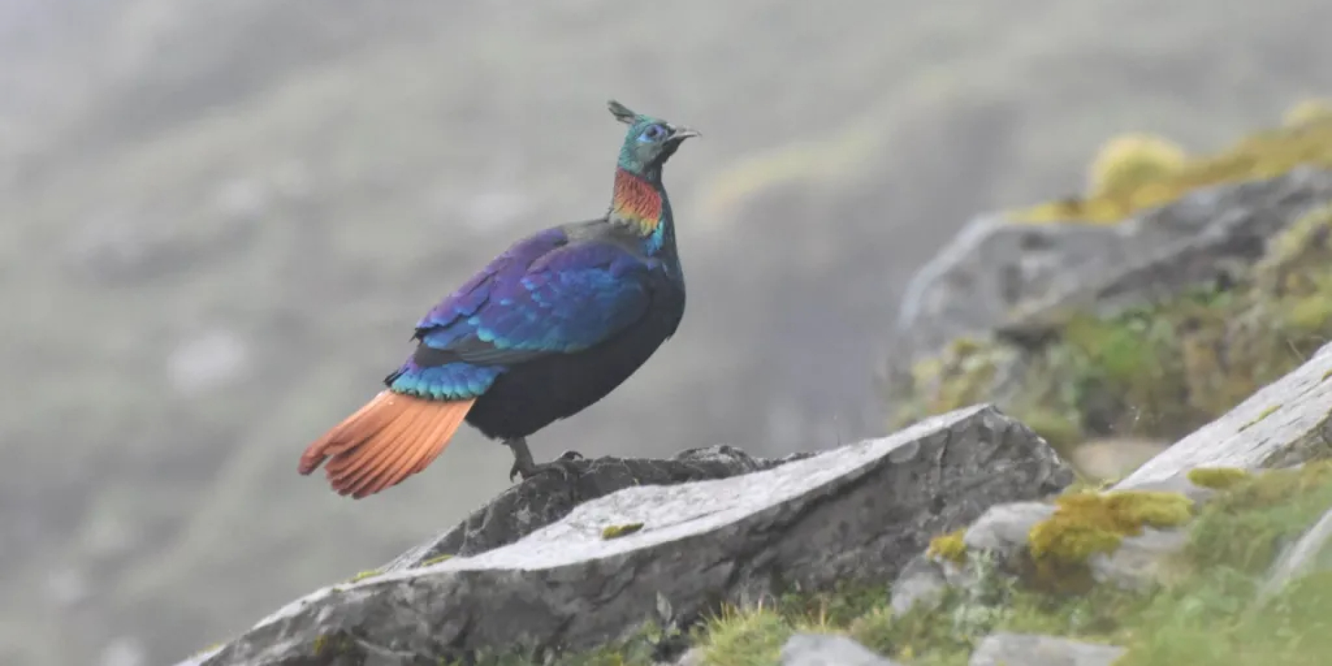 Гималайский монал (Фото: Раджив Лочан)