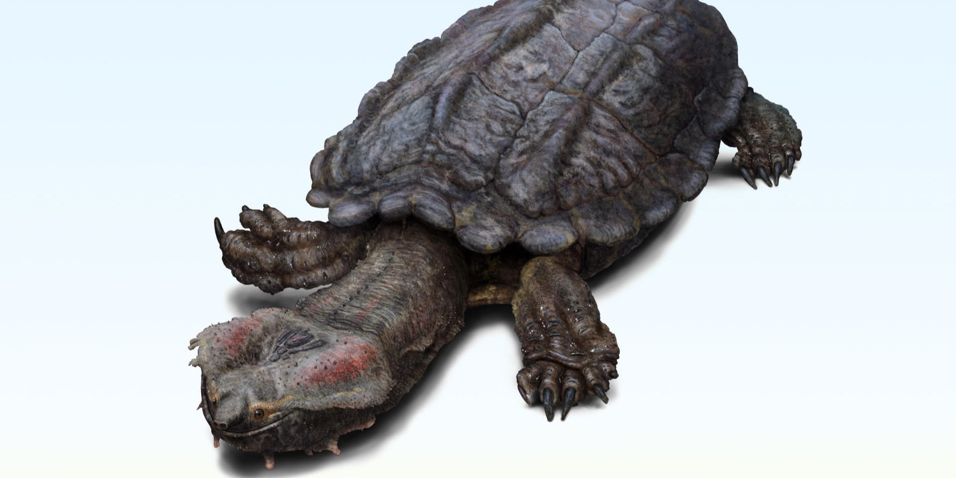 Художественная реконструкция колумбийского хелюса (Chelus colombiana) (Фото: Juan Giraldo)