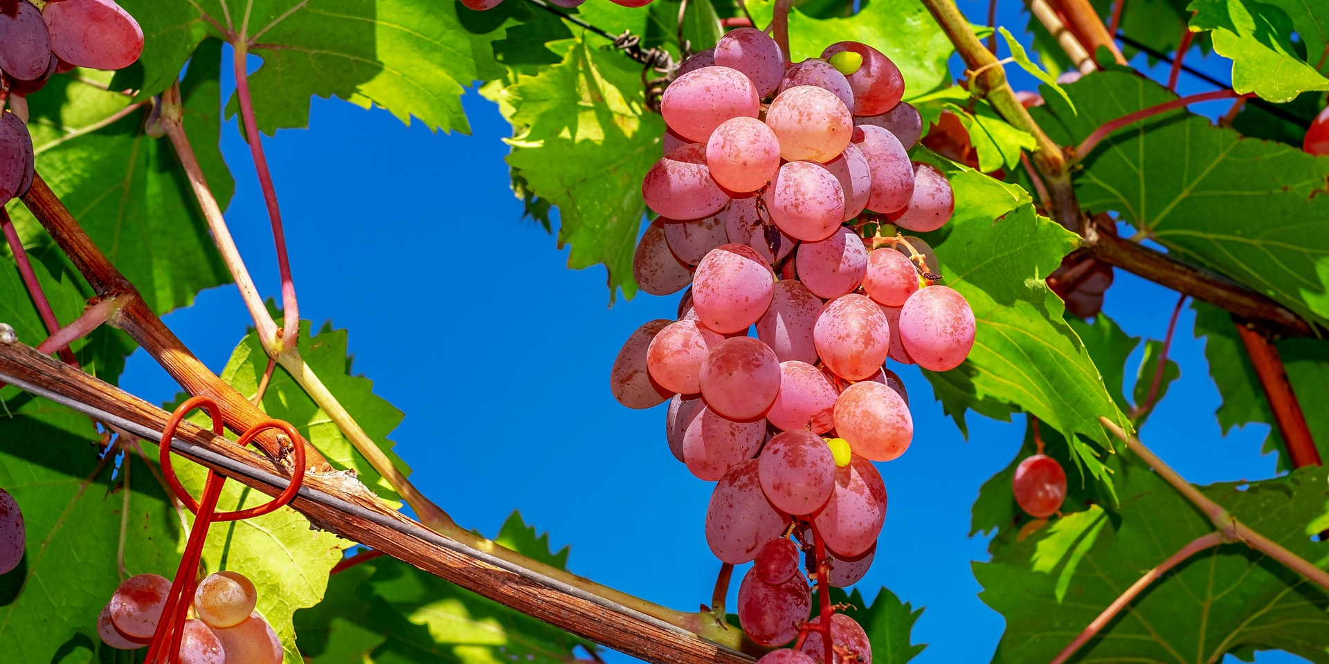 На Миколаївщині розміновують землі та висаджують виноград (Фото: Couleur/pixabay)