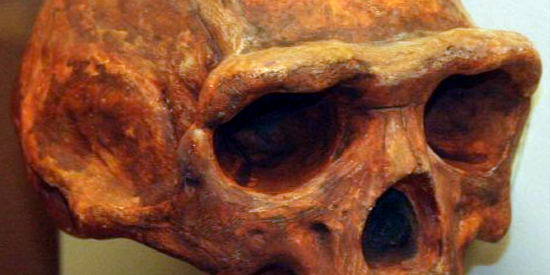 Череп Homo erectus (Фото: Thomas Roche from San Francisco, USA)