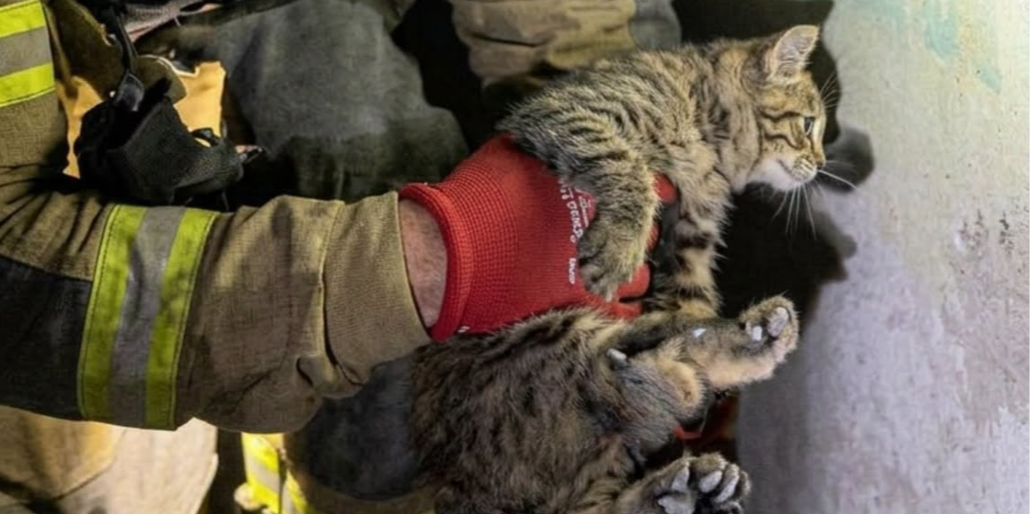 Ukrainian emergency crews rescued a cat in Slovyansk (Photo: SES in Donetsk Oblast / Facebook 22 г)