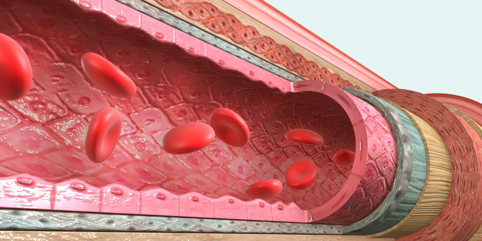 Иллюстрация кровеносных сосудов (Фото: Depositphotos)