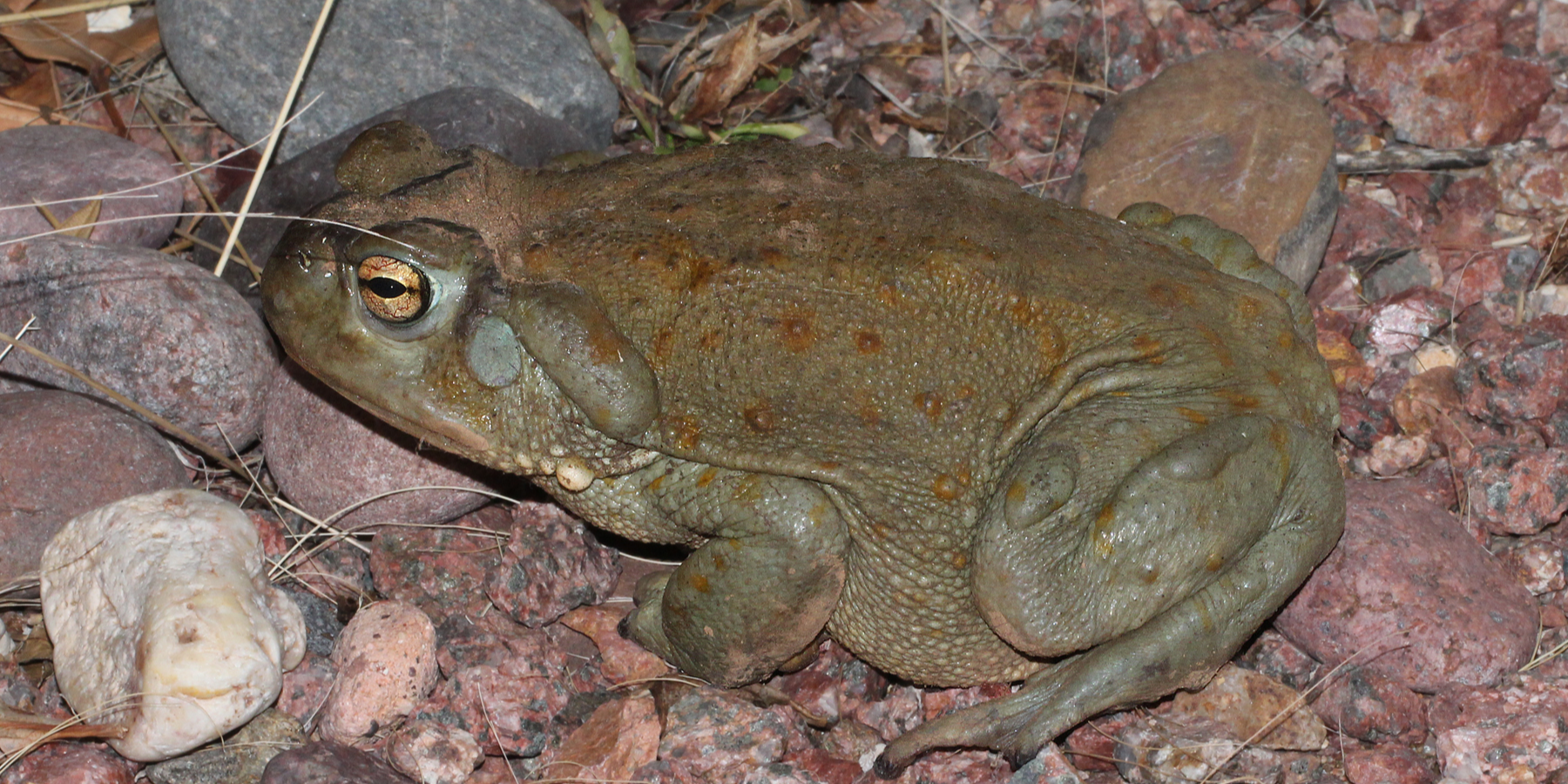 Колорадская жаба (Incilius alvarius) (Фото: ALAN SCHMIERER)