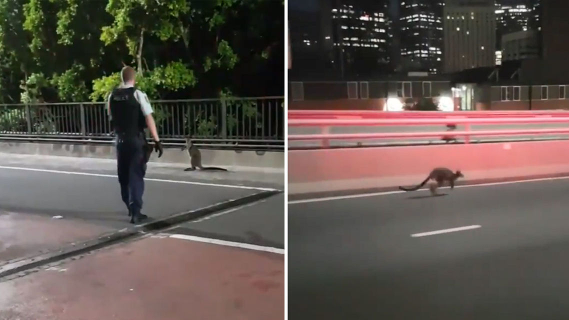 Поймать кенгуру удалось только возле сиднейской консерватории (Фото: NSW Police via Twitter)