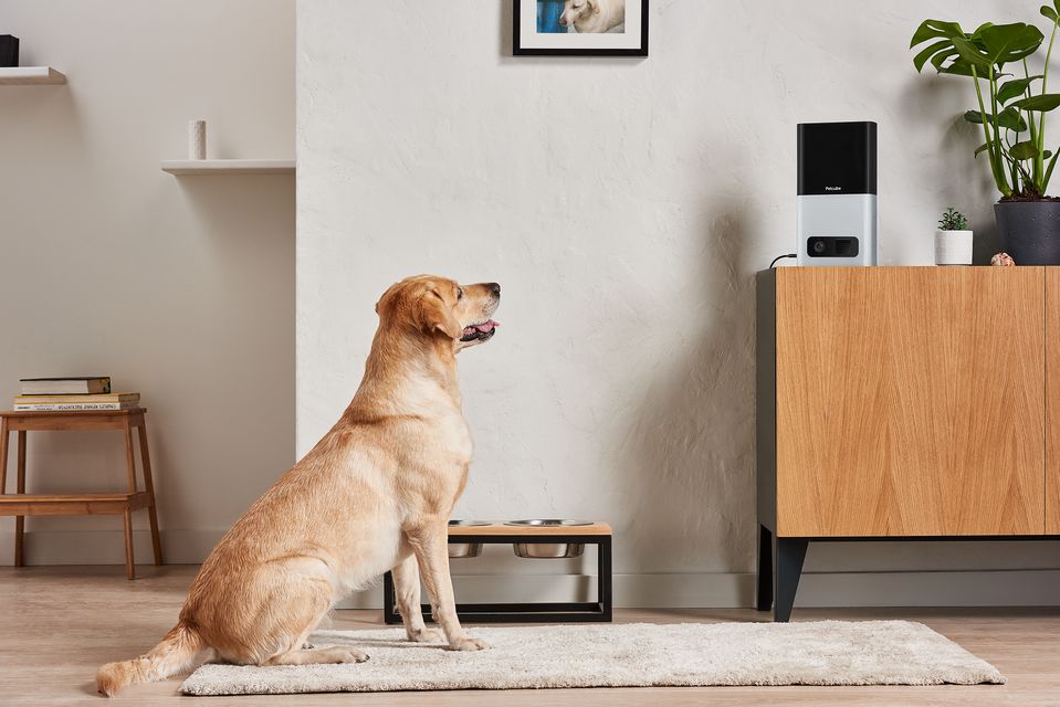 Petcube Bites позволяет не только удаленно 