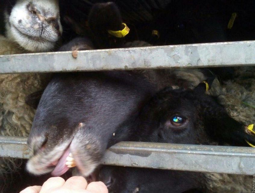 Більшість овець вижила, незважаючи на жахливі умови, але їх усе ще можуть утилізувати (Фото: Фото: UAnimals via Facebook)