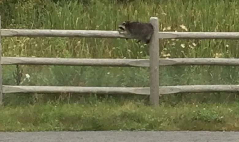 Julie Fong / Facebook