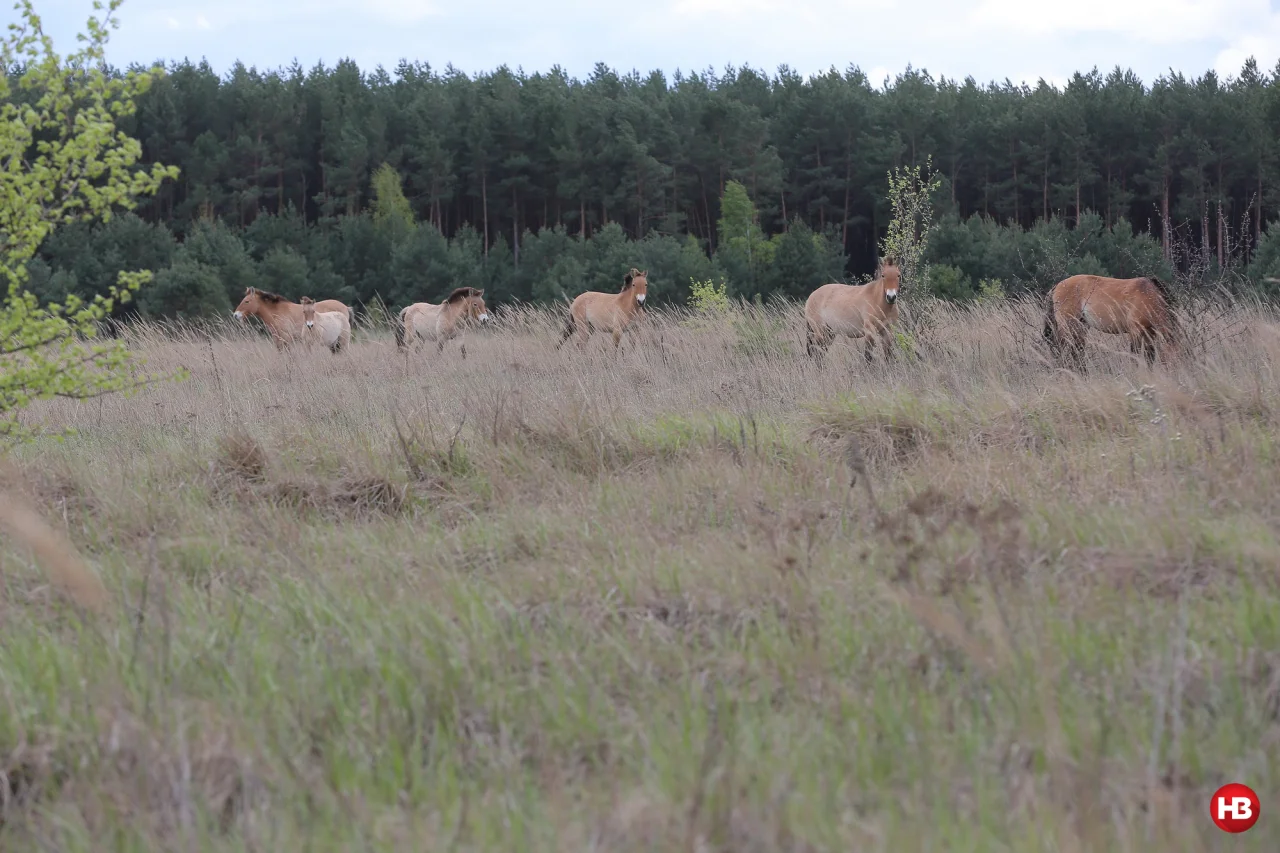 Коні Пржевальського на дикому випасі, 2016 рік (Фото: Наталя Кравчук, НВ)