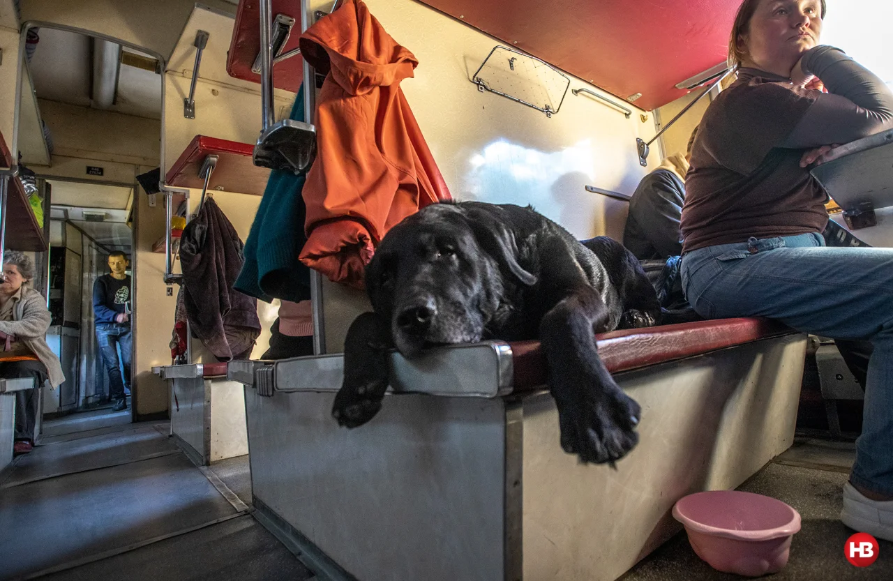 Наталя з Авдіївки довго відкладала виїзд з Авдіївки через 9-річного лабрадора Рафаеля (Фото: Олександр Медведєв / НВ)