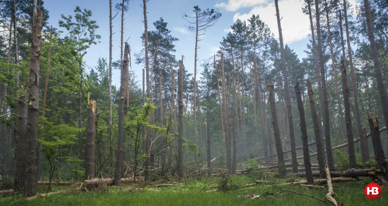 Этот лес пострадал от обстрелов, а теперь саперы уничтожают здесь боеприпасы (Фото: Наталья Кравчук / НВ)