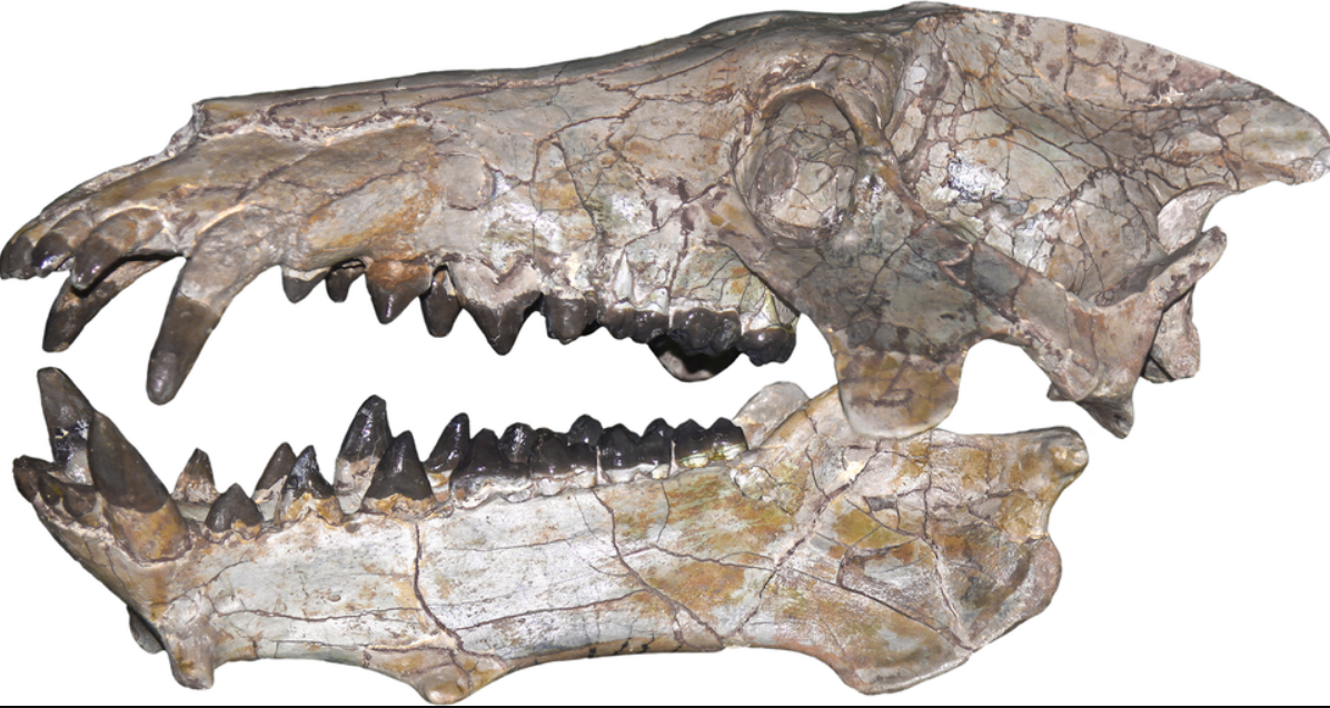 Зубы у свиньи