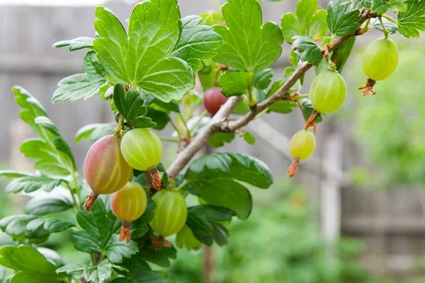 Крыжовник полезен для здоровья сердца (Фото: kostik2photo/depositphotos)