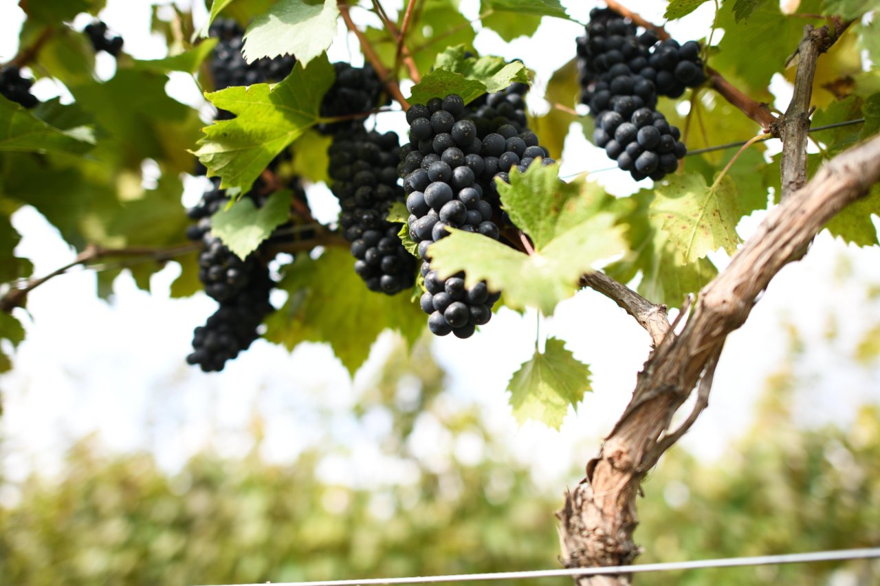 Виноград із виноградника виноробні Father`s Wine (Фото: надане авторами)