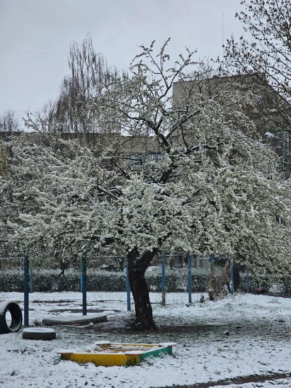 Сніг у квітні 2025 року (Фото: NV)