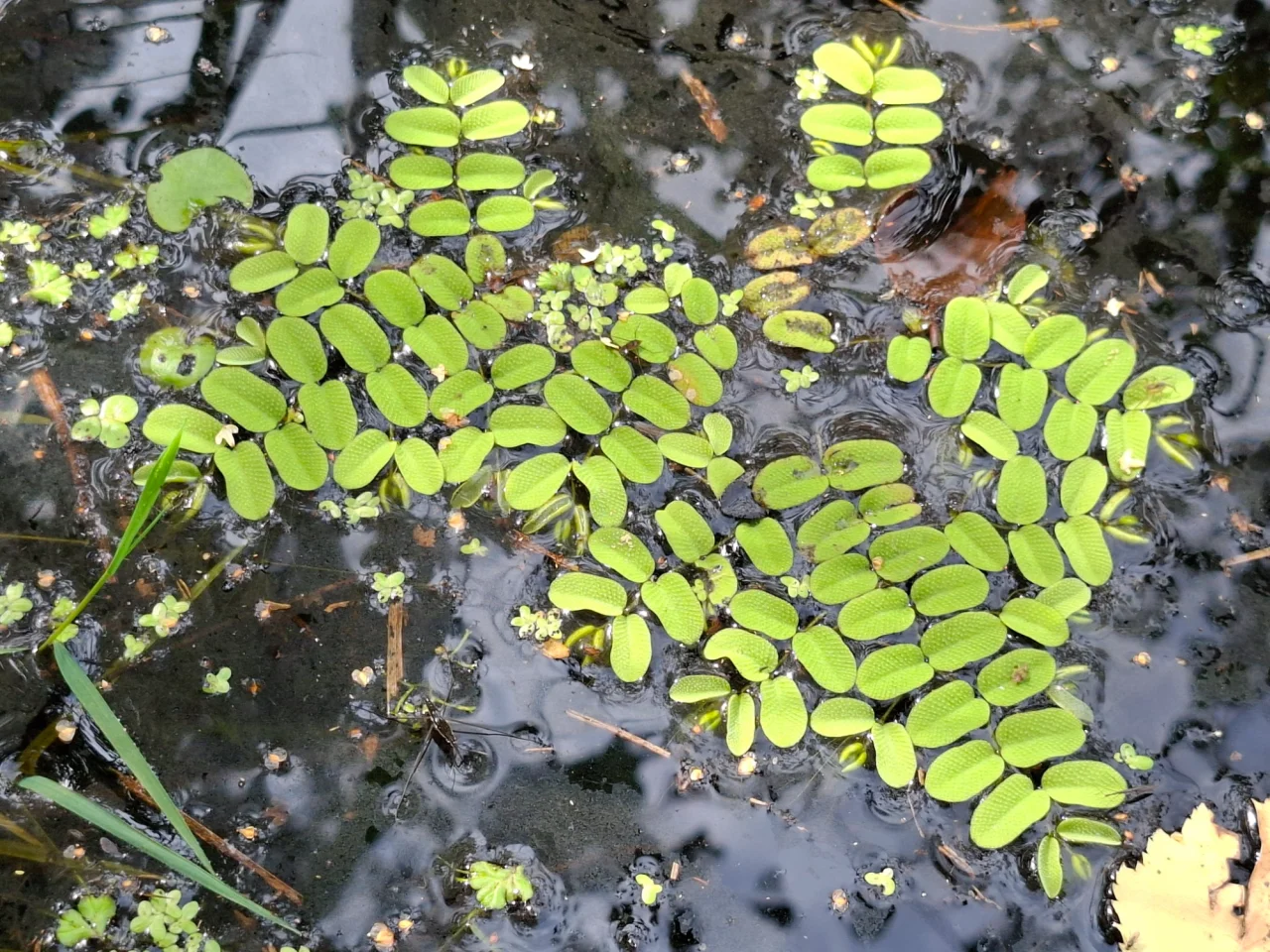 Исследования в Ровенском заповеднике (Фото: Ровенский природный заповедник Nature Reserve Rivnenskyi/facebook)