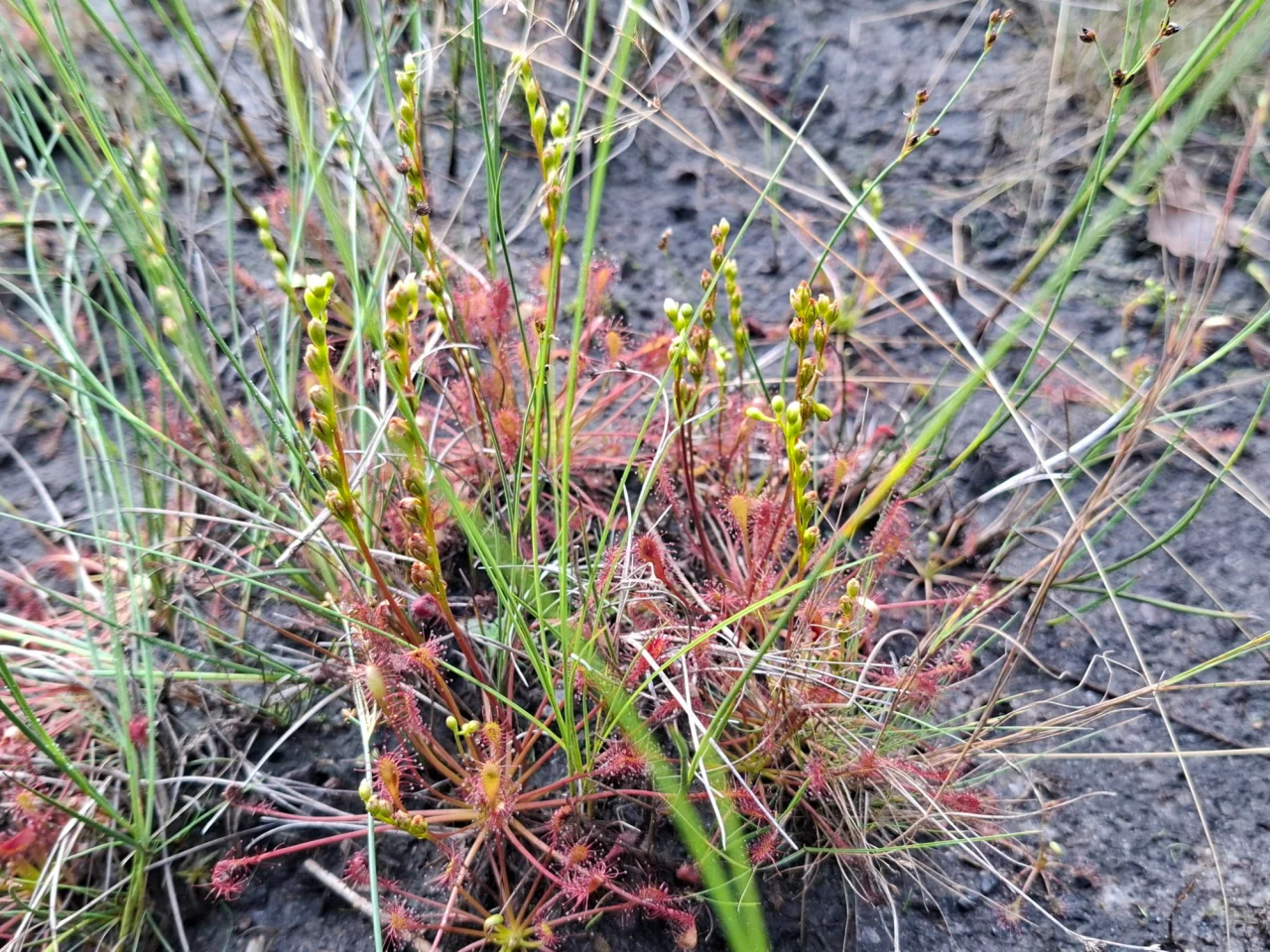 Редкие растения (Фото: Ровенский природный заповедник Nature Reserve Rivnenskyi/facebook)