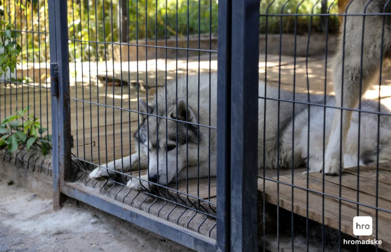 Вікторія Коломієць/hromadske