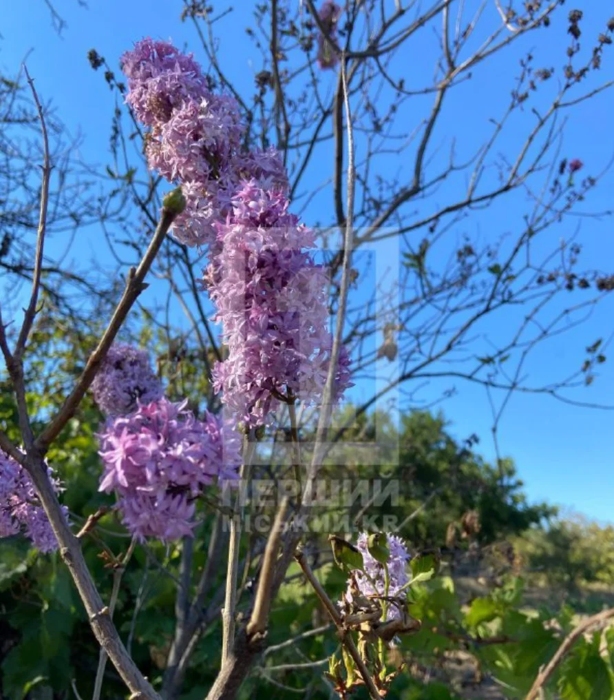 Telegram-канал Перший Міський. Кривий Ріг
