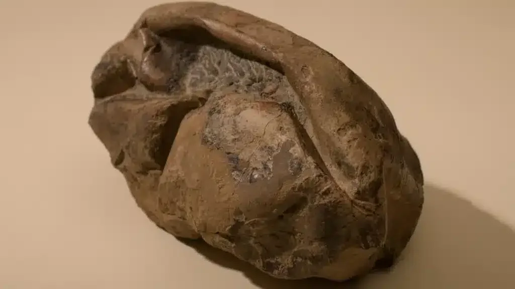 Крупный план окаменелости гигантского яйца (Фото: Чилийский университет)