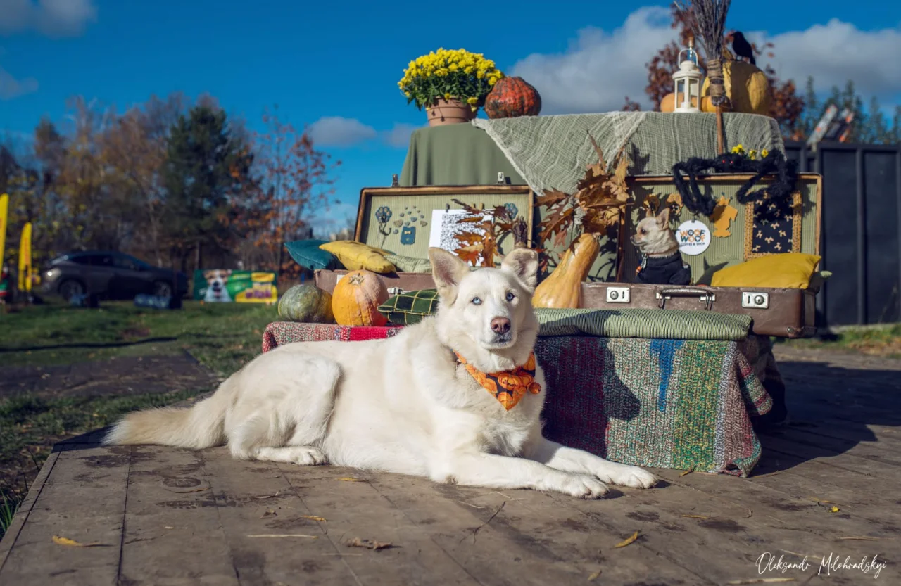 Надано організаторами фестивалю