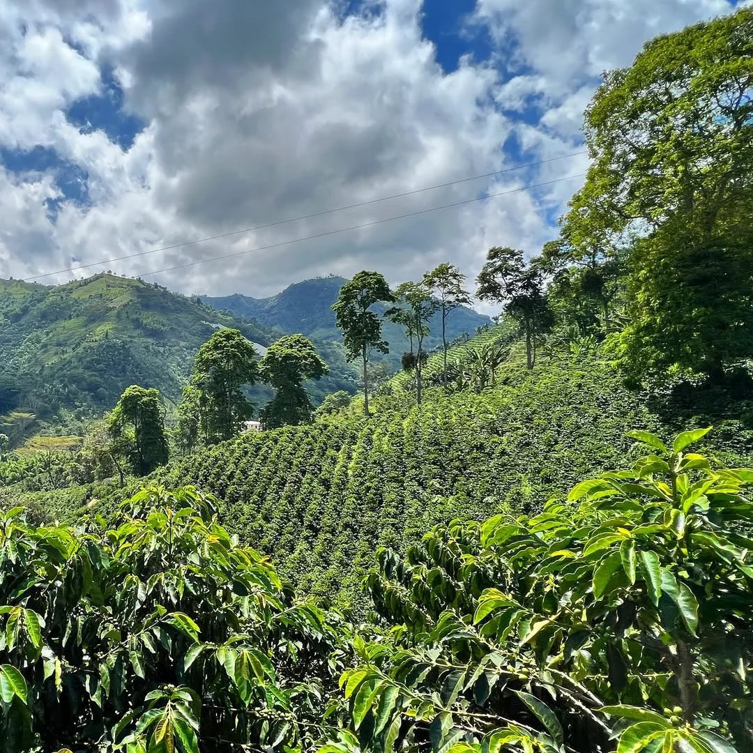 Ландшафт Колумбії з кавовими плантаціями (Фото: Instagram @jacoffeeimporters)