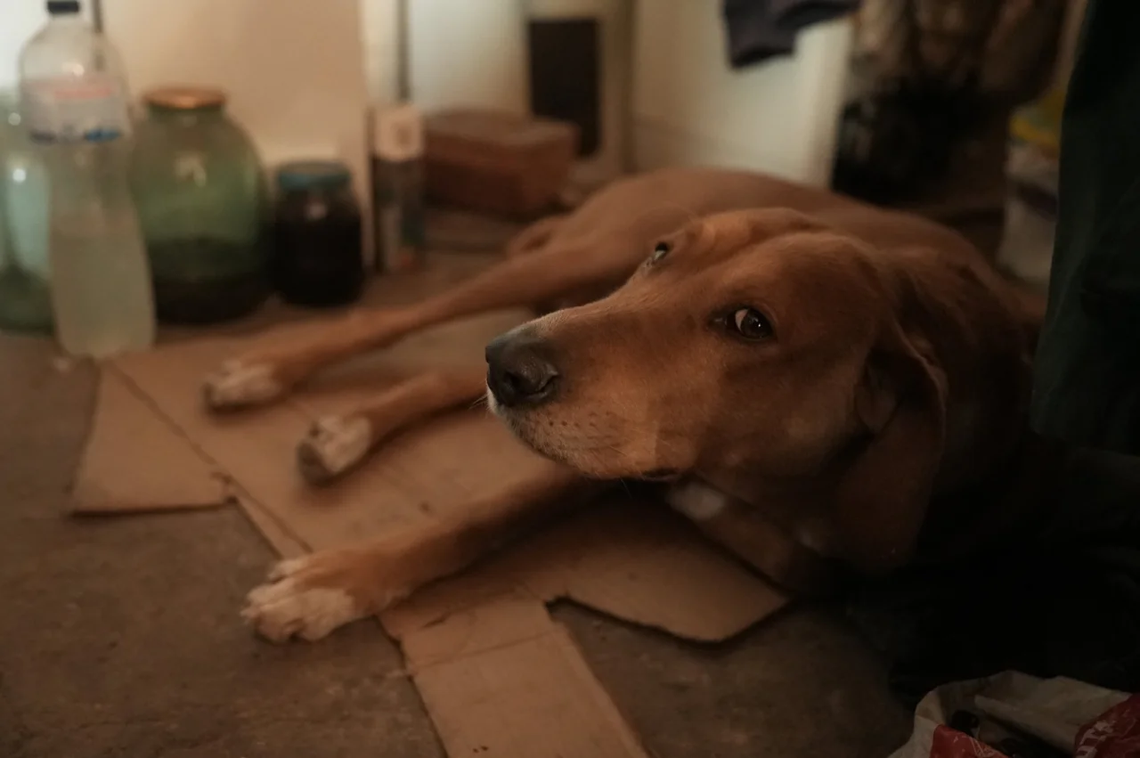 Суспільне Суми